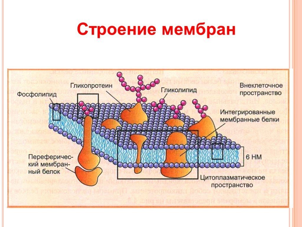 Функция мембраны клетки является. Схема строения мембраны биохимия. Строение клеточных мембран биохимия. Структура строения биомембраны. Состав биологической мембраны биохимия.