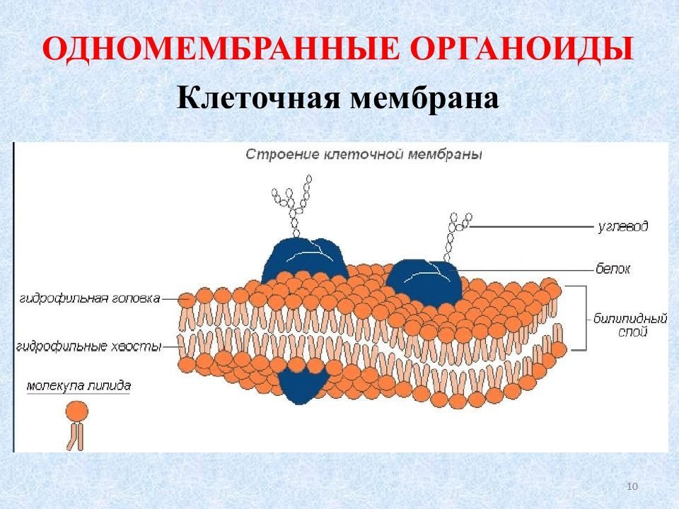 Строение клеток мембранные органоиды. Одномембранные органеллы мембраны. Одномембранные мембраны органоиды клетки. Одномембранные органоиды строение мембраны. Клеточная мембрана органоид.