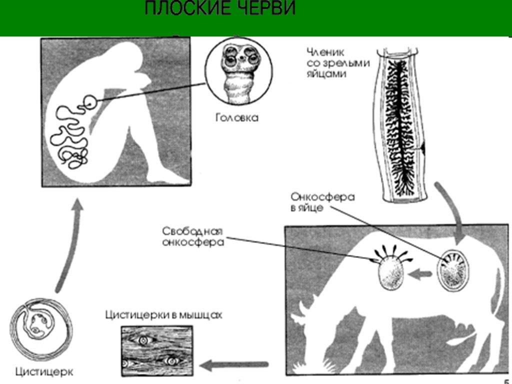 Онкосфера в кишечнике. Жизненный цикл печеночного бычьего цепня. Ленточные черви жизненный цикл бычьего цепня. Ленточные черви цикл развития бычьего цепня. Бычий цепень жизненный цикл схема.