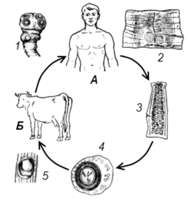 Человек для бычьего цепня хозяин. Бычья ЦЕПНЯЖИЗНЕННЫЙ цикл. Жизненный цикл бычьего цепня схема. Цикл развития бычьего цепня рисунок. Жизненный цикл бычьего цепня.