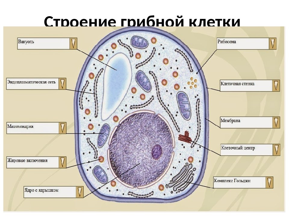 Есть ли ядро у грибов. Зарисовать строение грибной клетки. Структура строения клетки грибов. Строение грибной клетки 6 класс биология. Схема строения клетки гриба 5 класс.