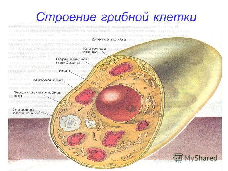 В клетках грибов есть ядро. Схема строения клетки грибов. Строение клетки гриба. Строение грибной клетки. Строение грибной клетки клетки.