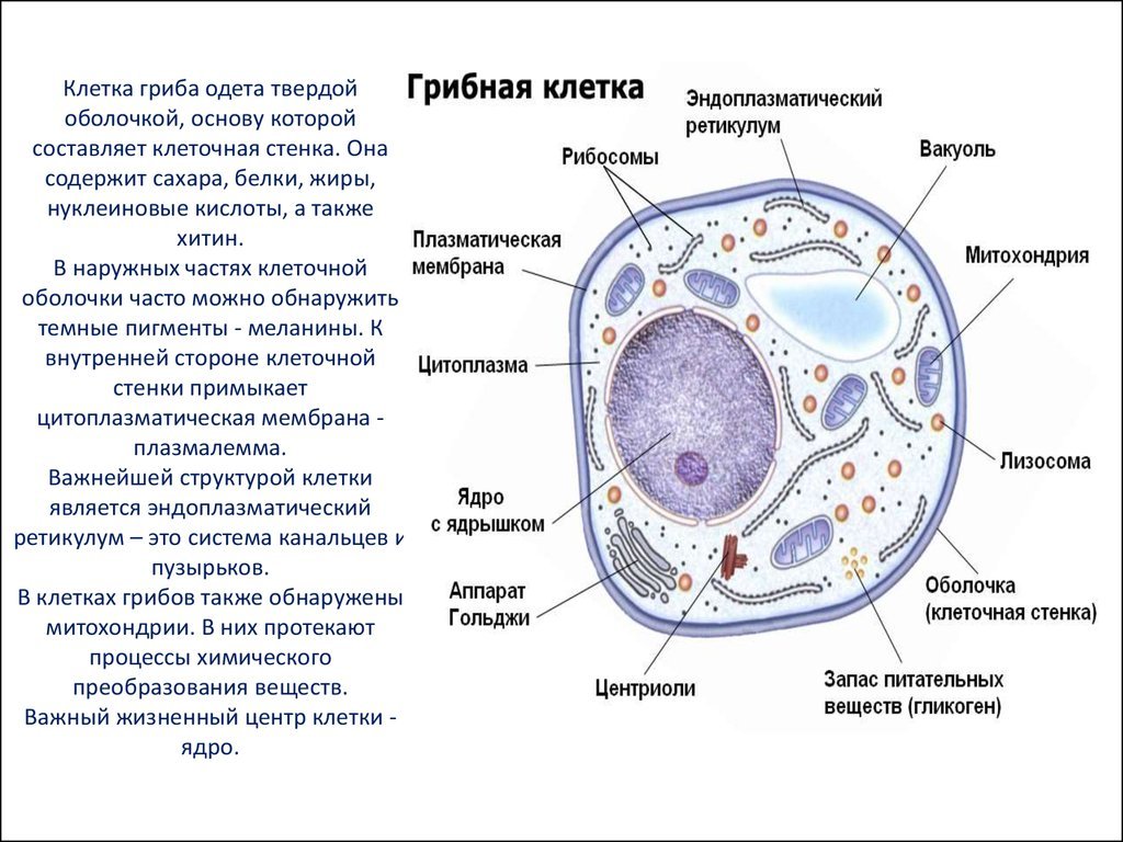 Клетка гриба. Грибная клетка. Строение клетки грибов. Описание клетки гриба. Питание клетки гриба