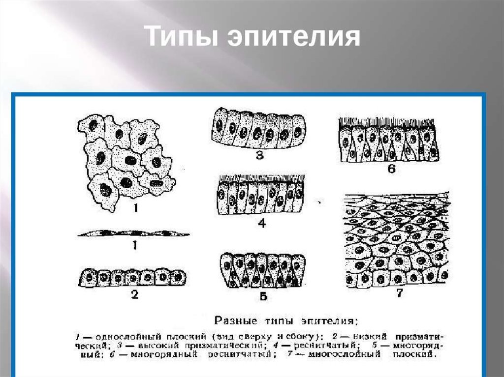Пример эпителиальной ткани человека. Покровный эпителий строение ткани. Строение покровной эпителиальной ткани. Однослойный плоский эпителий строение. Строение эпителиальной ткани анатомия.