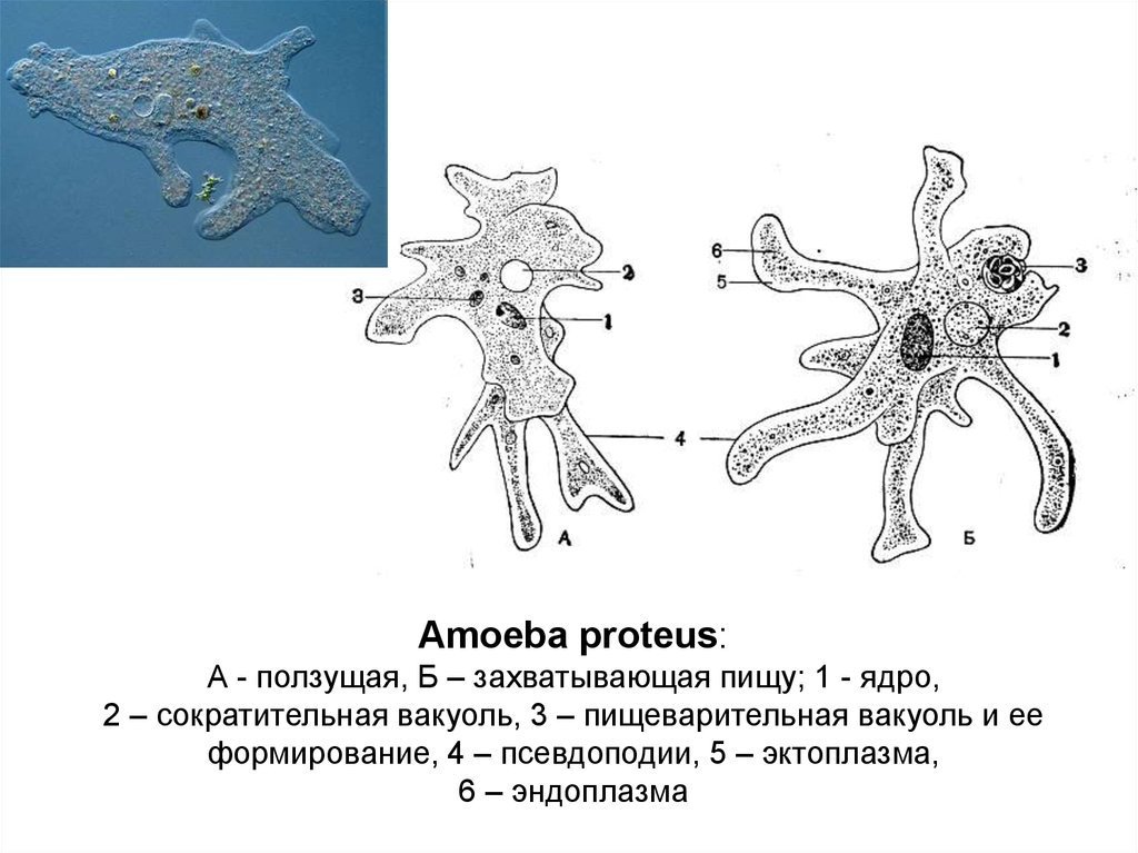 Саркодовые животные. Строение амебы Протей. Амеба Amoeba Proteus. Амеба Протеус строение. Амёба Протей строение ЕГЭ.