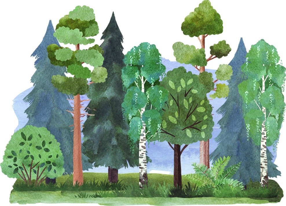 Голос леса для детей. Лес для детей дошкольного возраста. Иллюстрация леса. Рисунок леса. Лес рисунок для детей.