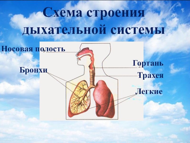 Легочное дыхание строение. Дыхательная система человека для дошкольников. Органы дыхательной системы человека 3 класс. Строение дыхательной системы человека для детей. Дыхательная система органов дыхания 3 класс.