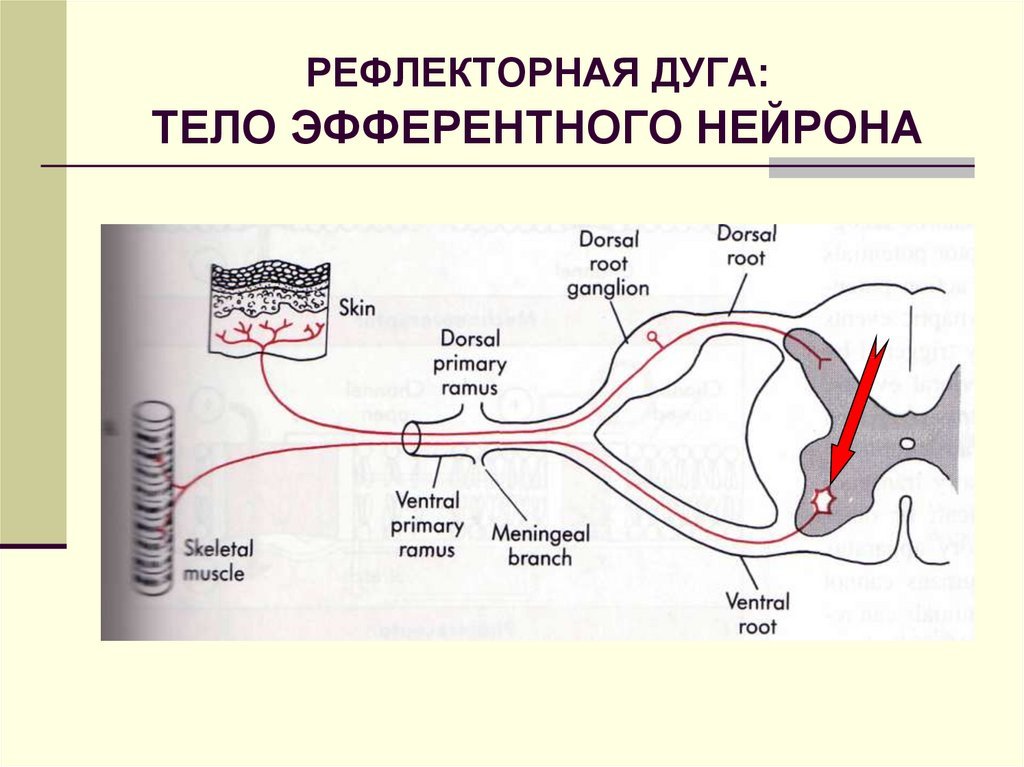 Элементы рефлекторной дуги рефлекса кашля у человека
