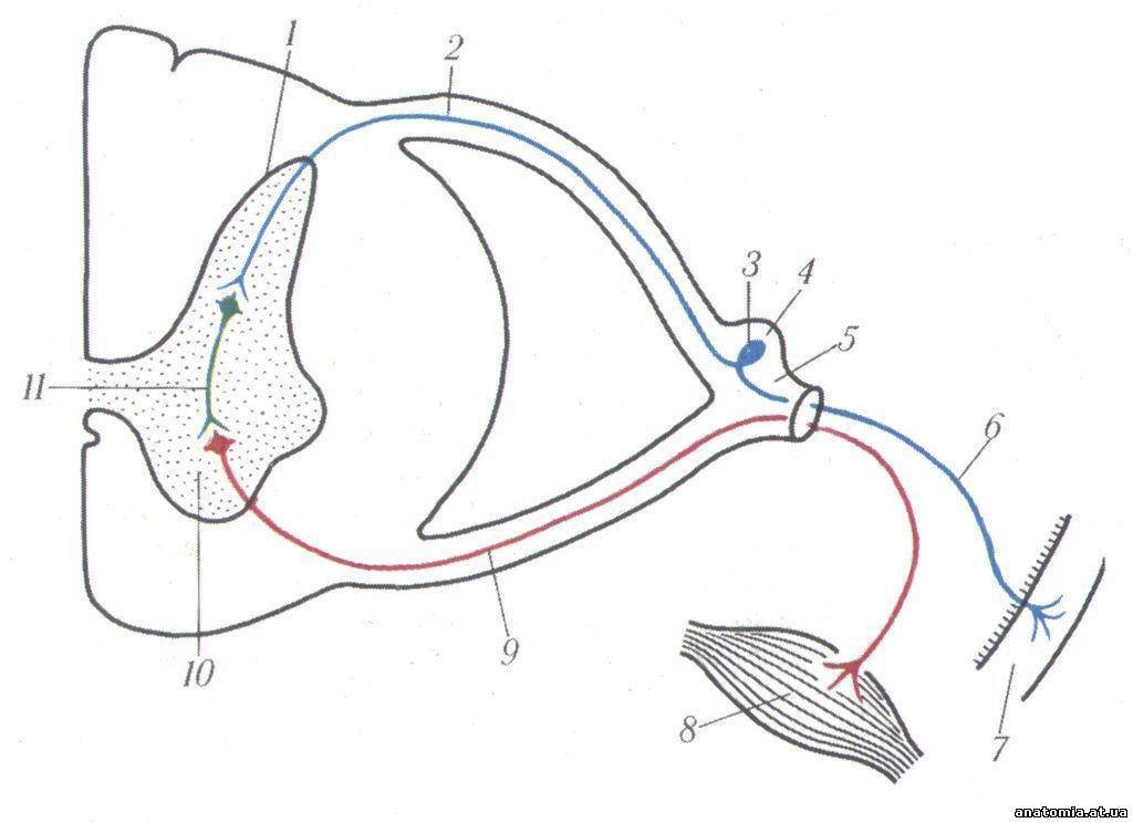 Строение рефлекса. Соматическая рефлекторная дуга схема. Соматическая рефлекторная дуга анатомия. Дуга рефлекса двухнейронная. Трехнейронная рефлекторная дуга анатомия.