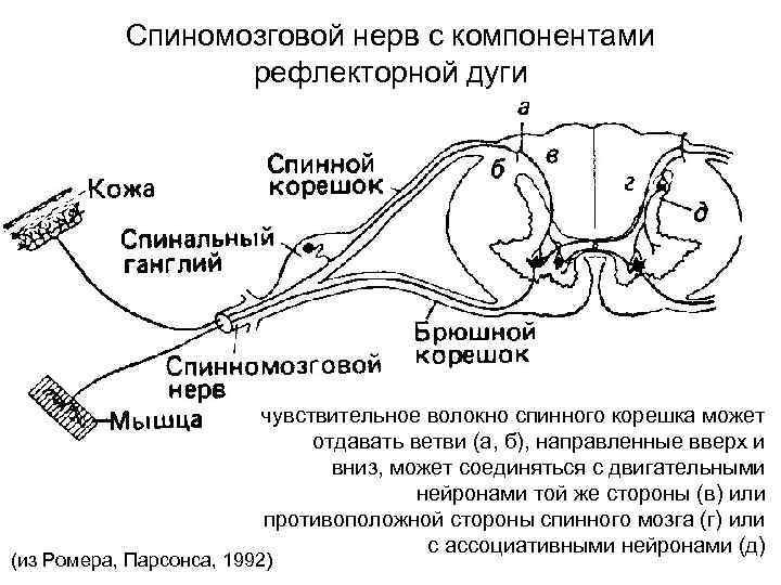Спинномозговой нерв рефлекторная дуга. – Схема соматической спинномозговой рефлекторной дуги. Схема рефлекторной дуги спинномозгового рефлекса. Рефлекторная дуга спинального рефлекса схема.