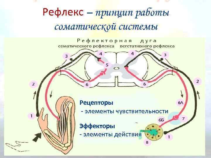 Рефлекс и рефлекторная деятельность. Схема рефлекторной дуги вегетативной нервной системы. Рефлекторная дуга соматическйнервной системы. Рефлекторная дуга вегетативной нервной системы физиология. Схема рефлекторной дуги соматического рефлекса.