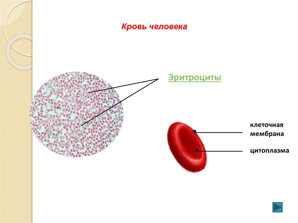 Исследование крови лягушки какая биологическая наука. Строение крови человека. Строение клетки крови. Строение крови рисунок. Кровь человека анатомия.