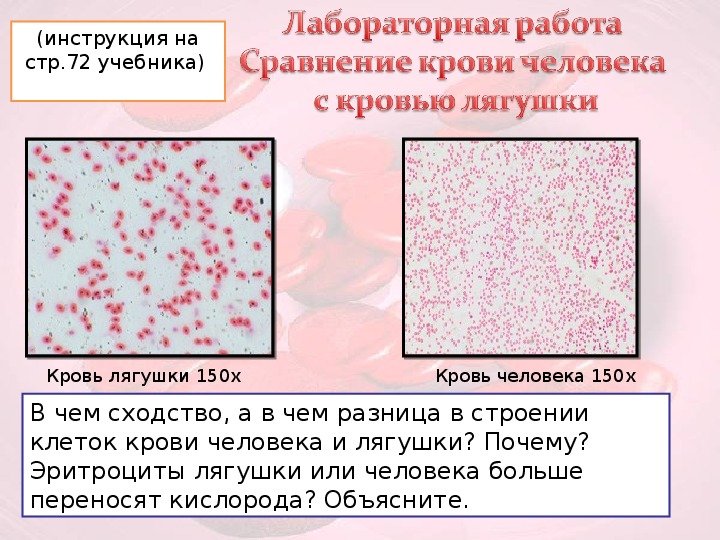 Лабораторная работа кровь лягушки. Сравнение крови человека с кровью лягушки лабораторная. Микроскопическое строение крови. Микроскопическое строение крови человека. Клетки крови человека и лягушки лабораторная работа.