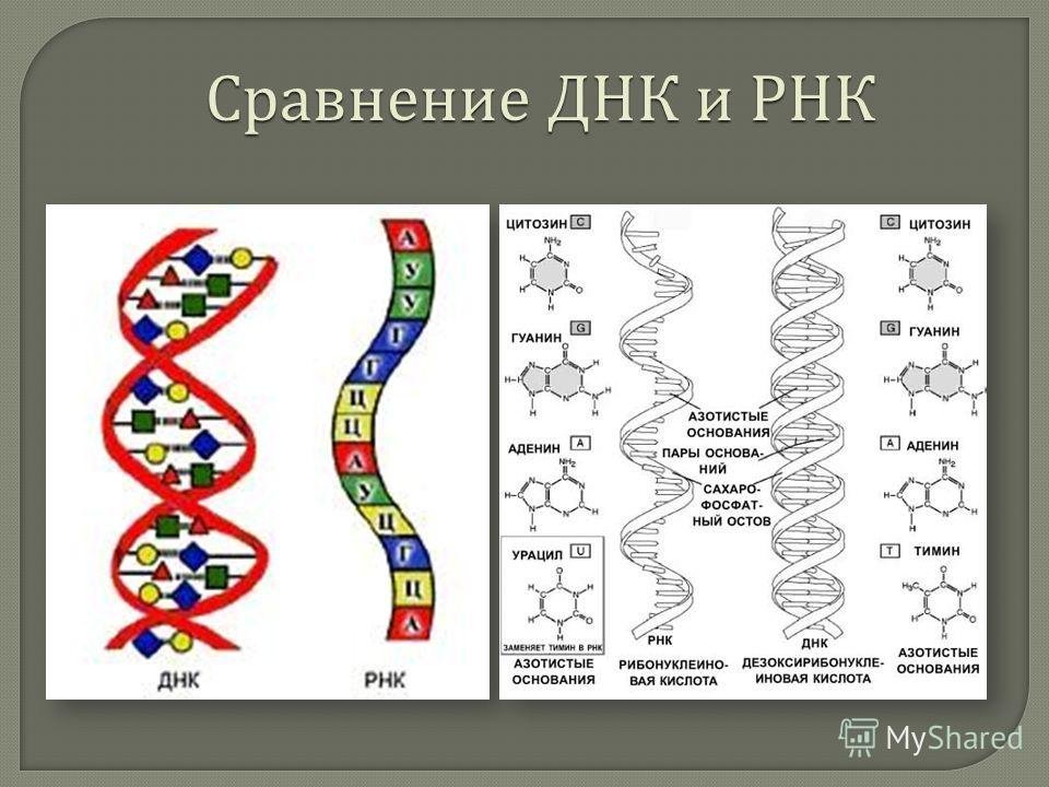 Рисунок молекулы рнк. Схема строения ДНК И РНК. Строение макромолекулы ДНК И РНК. Цепочка ДНК И РНК. Биология ДНК ИРНК таблица.