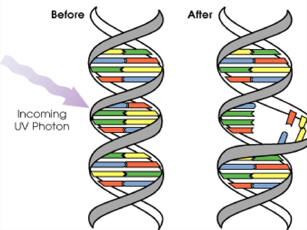 Разрушенное днк. ДНК. Поврежденная ДНК. Разрыв ДНК. Разрушение ДНК радиацией.