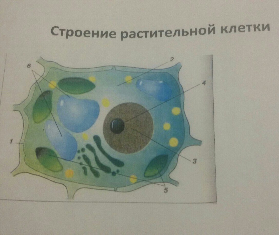 Структура растительной клетки 6 класс. Строение растительной клетки 5 класс биология. Растительная клетка рисунок биология. Строение растительной клетки рисунок 5 класс. Клетка растения рисунок.