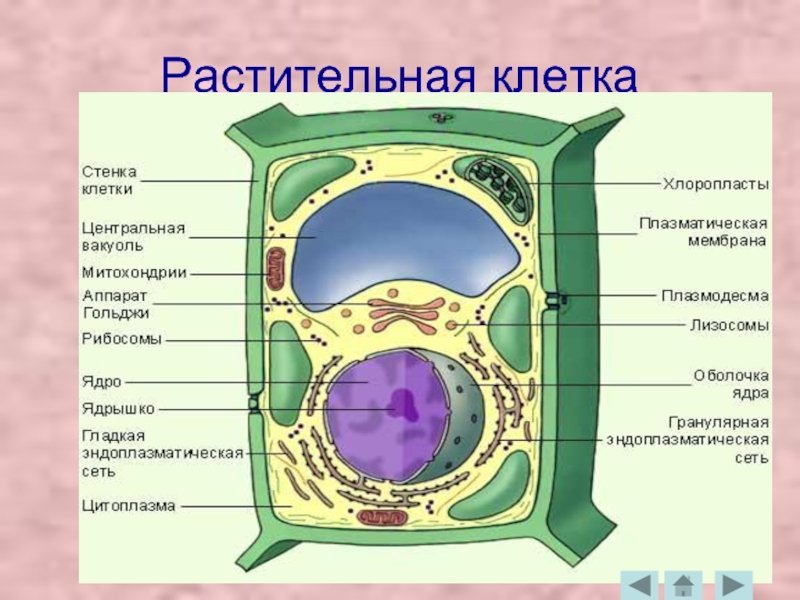 В какой части клетки расположено ядро. Строение клетки растения рисунок. Структура растительной клетки рисунок. Структура клетки растения схема. Строение ядра растительной клетки рисунок.
