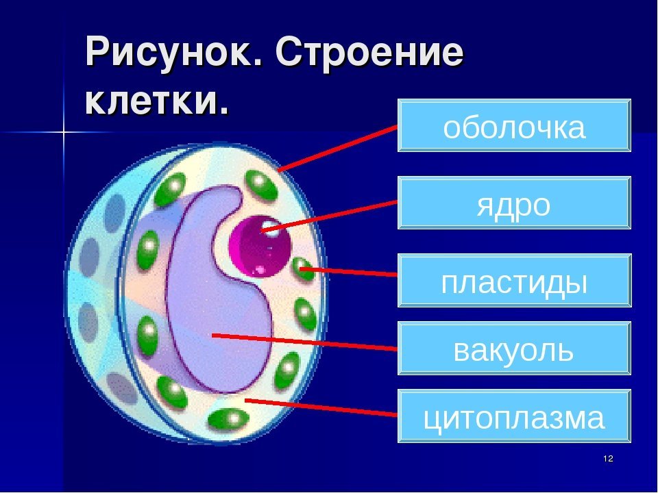 Клеточный состав живых организмов