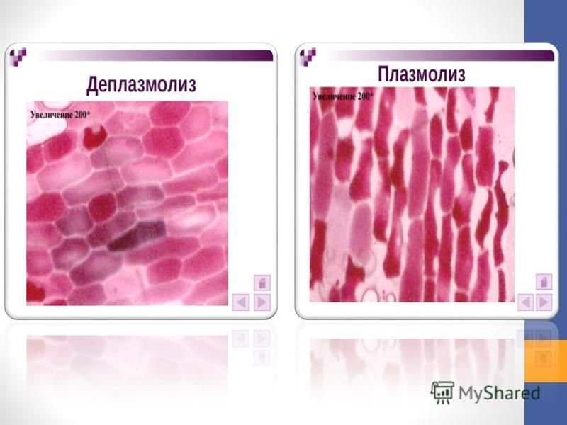 Плазмолиз и деплазмолиз в клетках