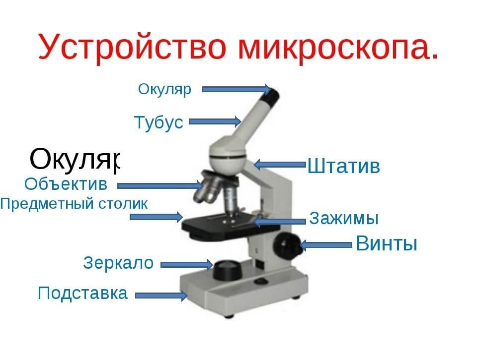 Какую часть выполняет тубус. Микроскоп тубус, окуляр, винты. Строение линз микроскопа схем. Что такое окуляр в микроскопе 5 класс биология. Микроскоп Микромед 5 строение.