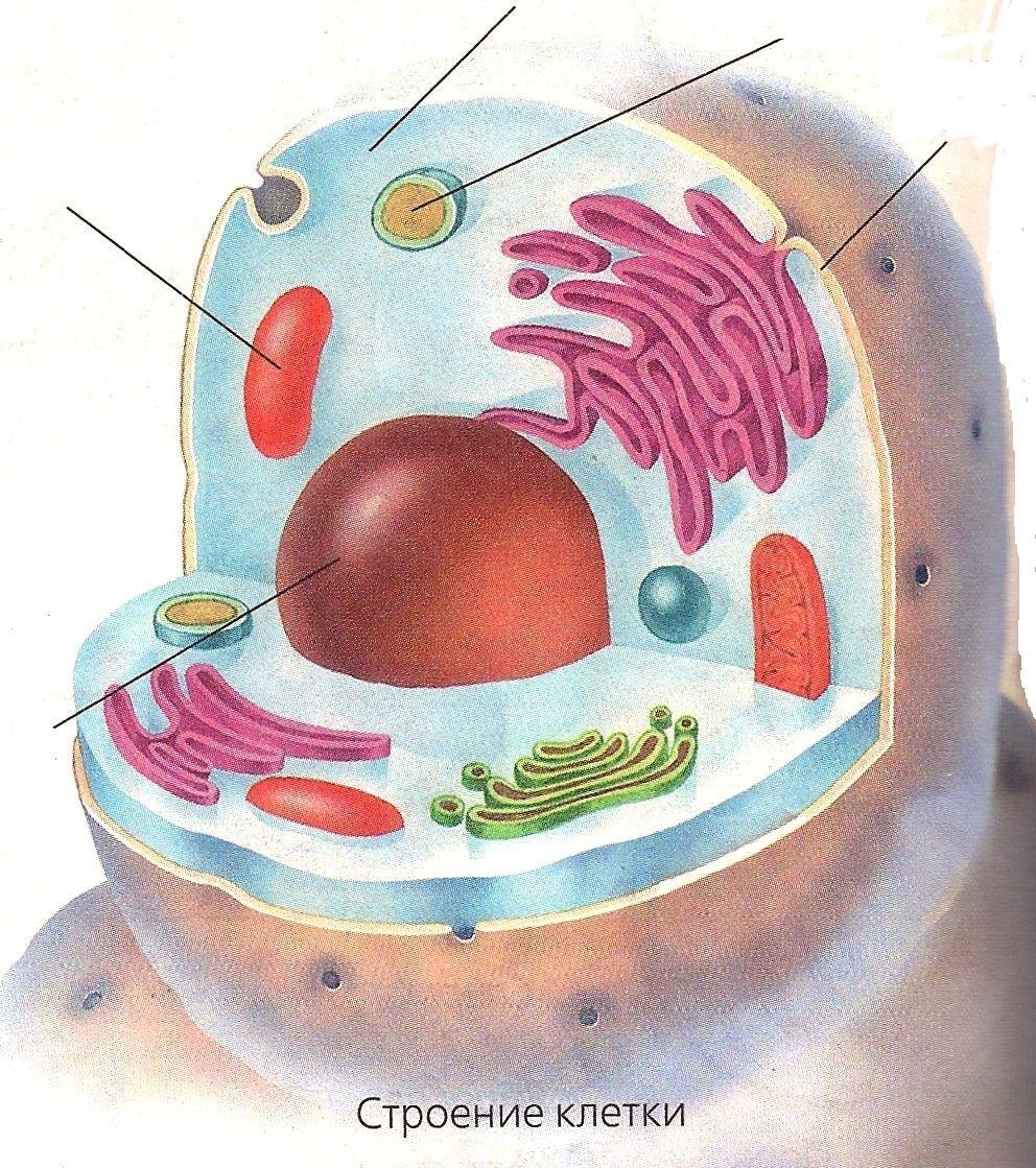 Клетка человека изображение