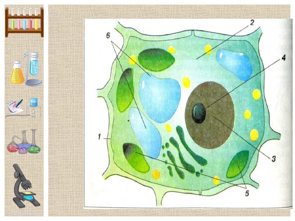 Рисунок растительной клетки с обозначениями 6. Строение растительной клетки 5 класс биология. Строение клетки 5 класс биология растительной клетки. Строение клетки 5 класс биология. Строение растительной клетки 5 класс биология рисунок.