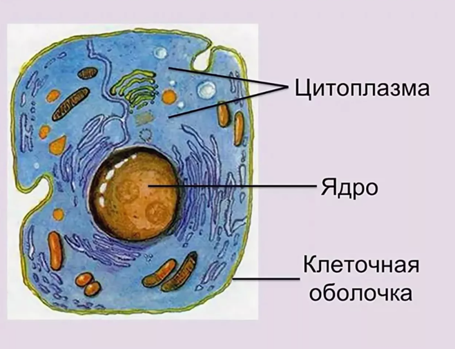 Клетка человека изображение. Ядро цитоплазма клеточная мембрана. Строение цитоплазмы клетки. Строение клетки ядро цитоплазма. Строение клетки: оболочка клетки, цитоплазма, клеточное ядро..