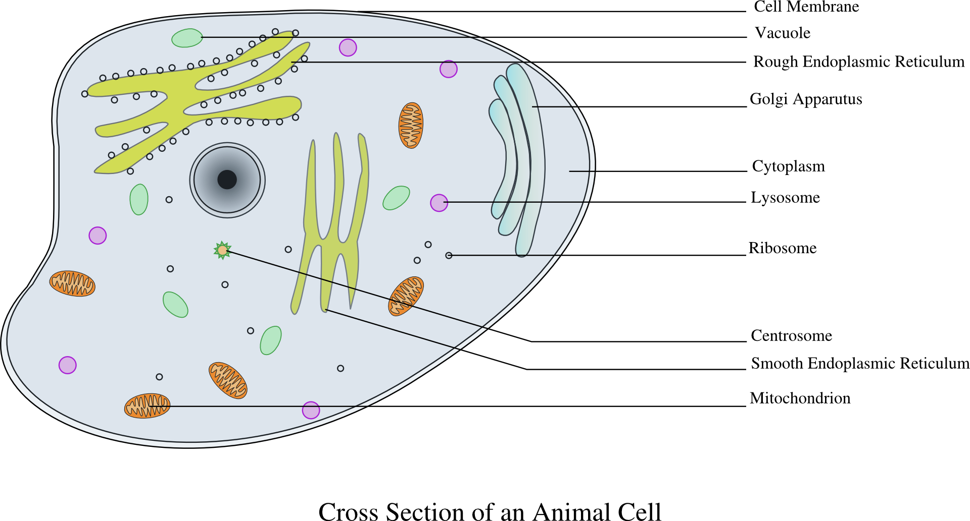 Строение клетки. Изображение клетки. Биологическая клетка. Живая клетка на прозрачном фоне. Клетка без воды