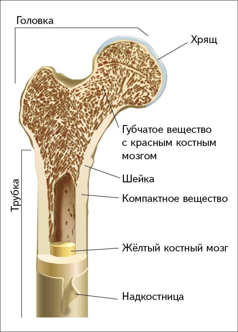 Что находится в губчатой кости. Строение трубчатой кости человека. Трубчатая кость строение анатомия. Строение трубчатой кости рис. Строение длинной трубчатой кости человека.