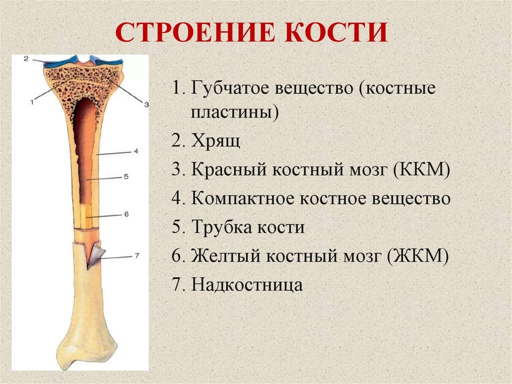 Какие вещества составляют кости. Внутреннее строение кости состав. Трубчатая кость строение анатомия. Строение трубчатой кости биология 8 класс из учебника. Состав костей биология 8 класс.