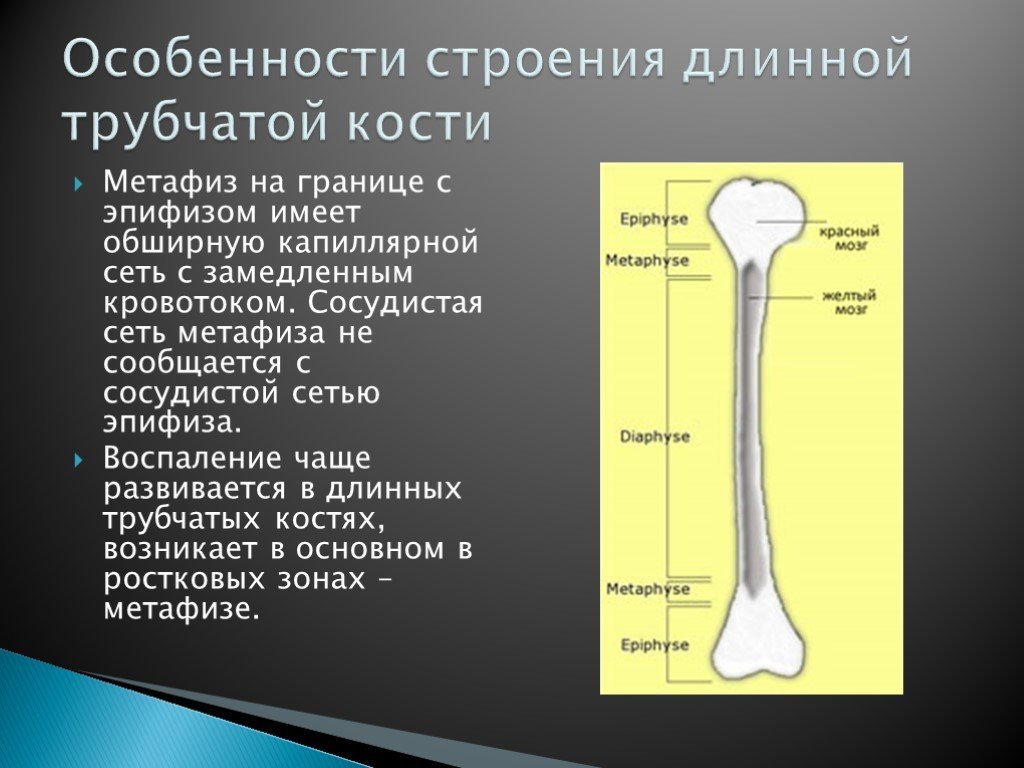 Какое строение имеют кости. Трубчатая кость строение метафиз. Метафиз длинной трубчатой кости. Характеристика трубчатых костей. Строение длинной трубчатой кости.