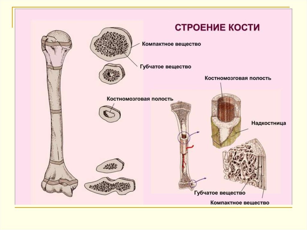 5 костей губчатых. Компактное и губчатое вещество кости. Строение губчатой кости анатомия. Структура кости компактное и губчатое вещество. Губчатое вещество компактное вещество костномозговая полость.