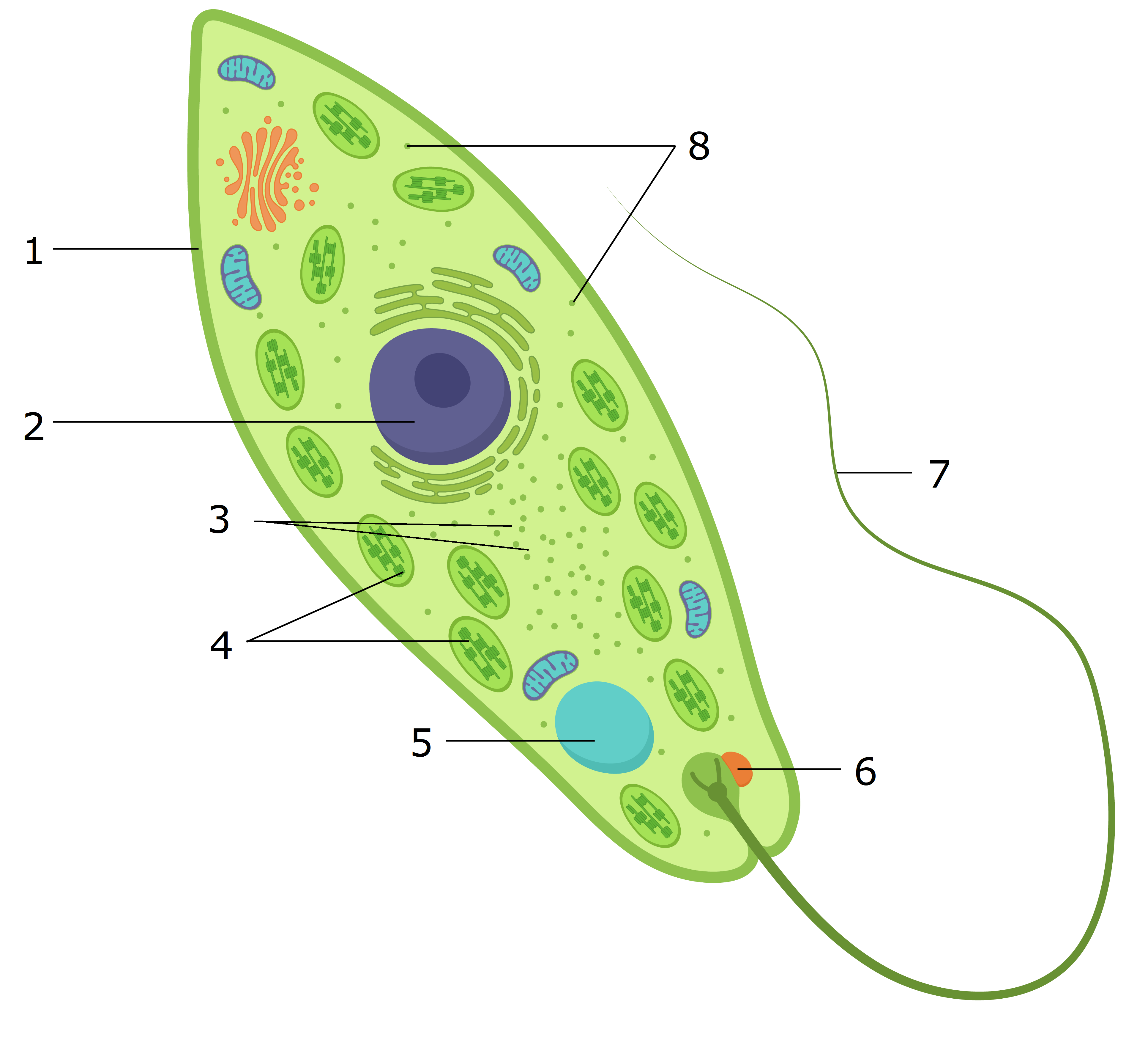 Какие хлоропласты у эвглены зеленой
