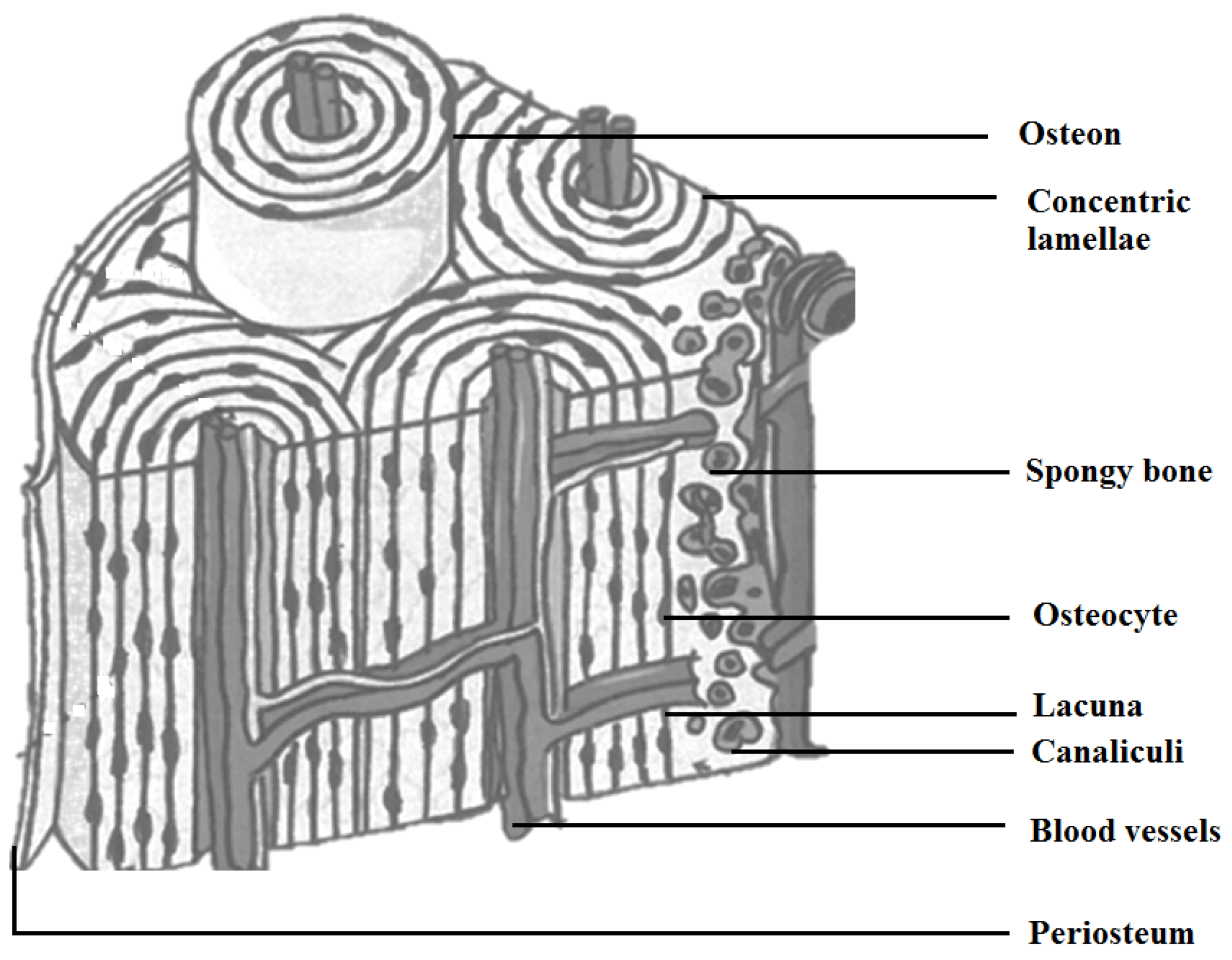 Структура кости Остеон. Строение остеона рисунок. Схема строения остеона анатомия. Остеон это в анатомии.