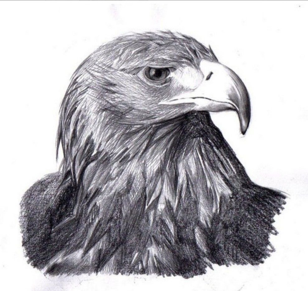 Рисунок орла. Орел рисунок. Орел карандашом. Рисунки Орлов. Беркут карандашом.