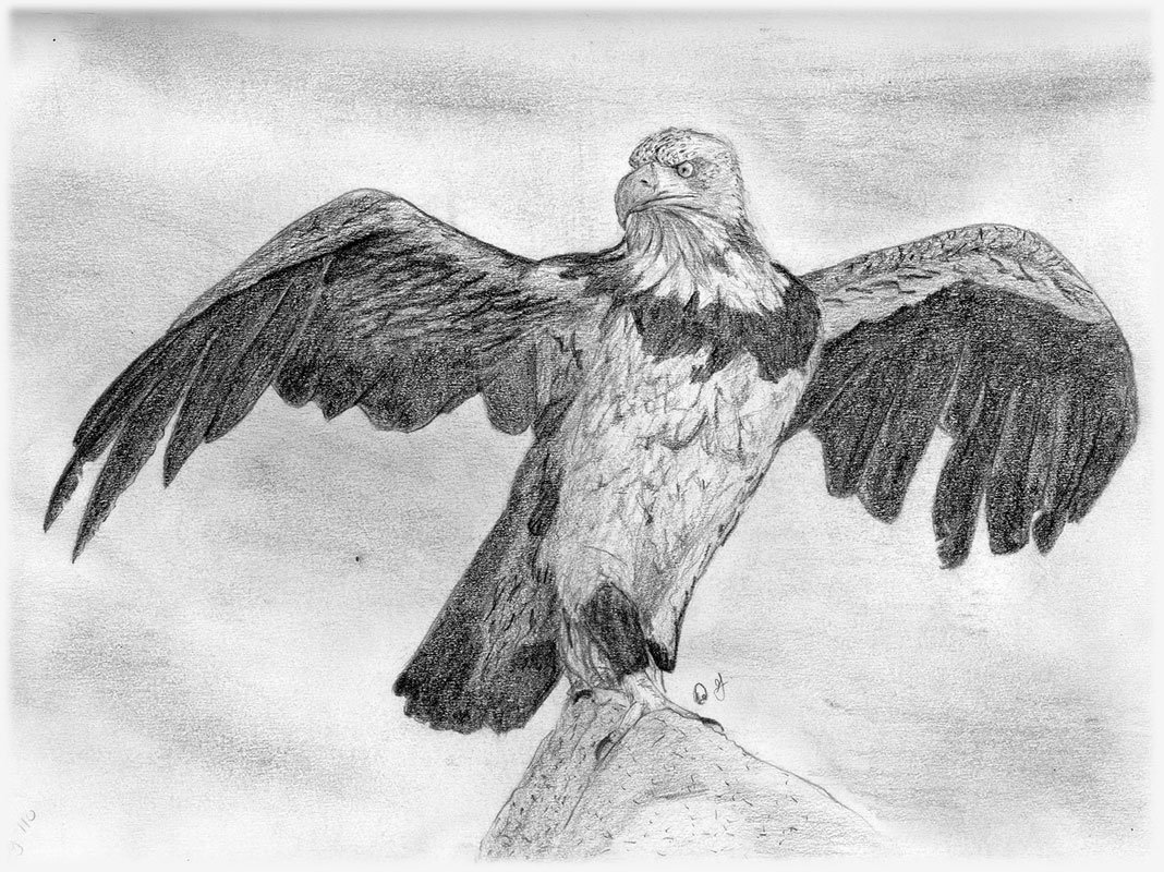 Рисунок орла. Орел карандашом. Нарисовать орла карандашом. Рисунки Орлов карандашом. Рисунок орла простым карандашом.