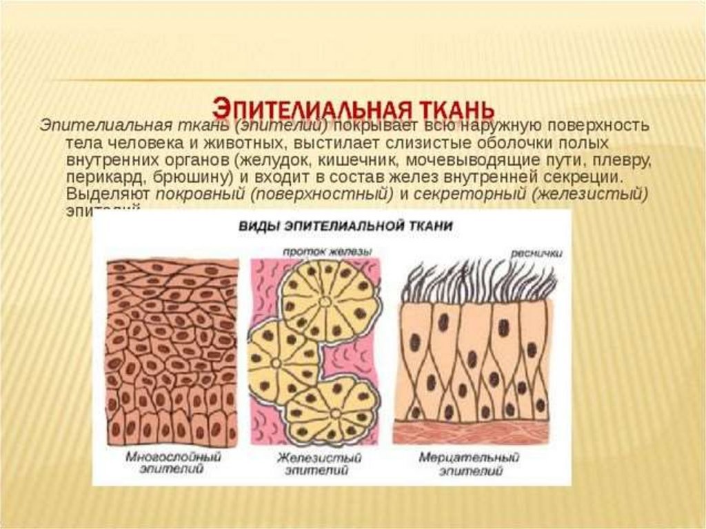 Пример эпителиальной ткани человека. Строение эпителиальной ткани анатомия. Эпителиальная ткань строение рисунок. Покровный эпителий строение. Виды эпителиальной ткани человека рисунки.