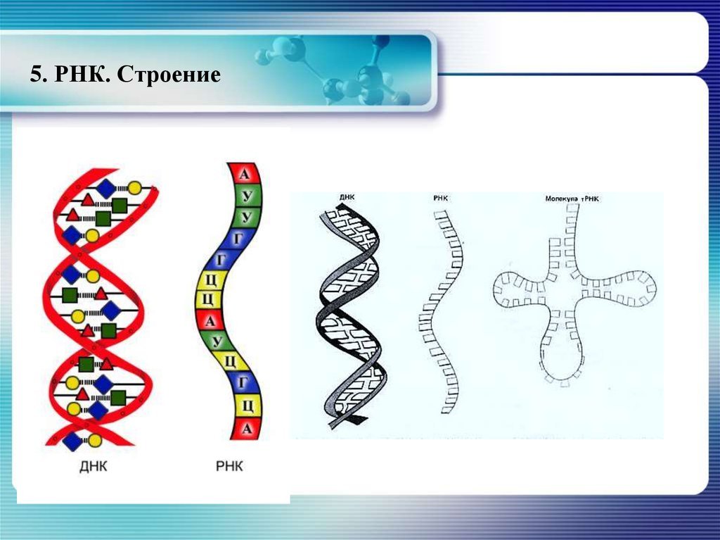 Рисунок молекулы рнк. Схематическое строение РНК. Состав и строение РНК. ИРНК МРНК ТРНК РРНК. Схема строения РНК рисунок.