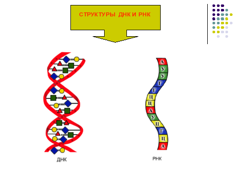 Рисунок молекулы рнк. Схема ДНК И РНК. Схема строения РНК рисунок. Строение ДНК И РНК. Схема строения молекулы РНК.
