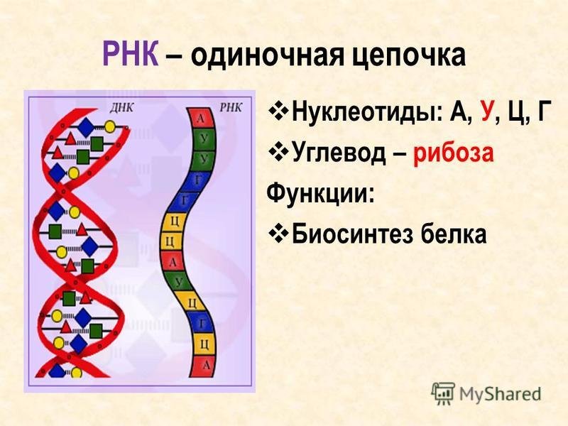 Постройте цепь рнк. Цепочка ДНК И РНК. Цепочка молекулы РНК. Цепочка РНК строение. Цепь ДНК И РНК рисунок.