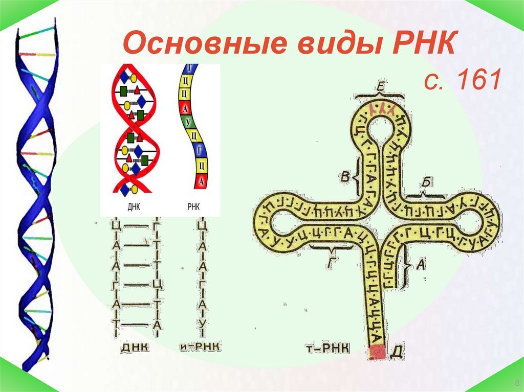 Примеры рнк. РНК рисунок. Типы РНК. Схема строения РНК. Строение ТРНК.
