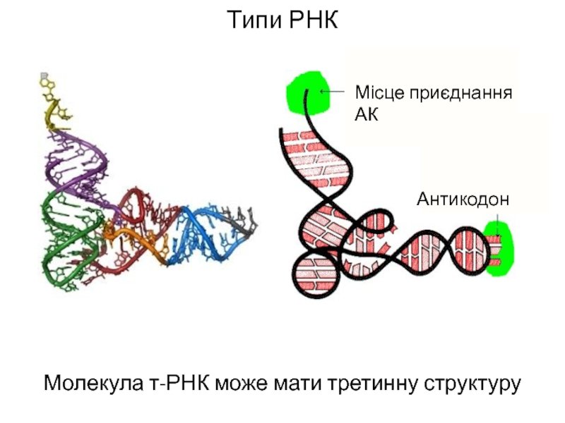 Номер рнк. Схема структуры РНК. Молекула РНК. Третичная структура РНК. РНК рисунок.