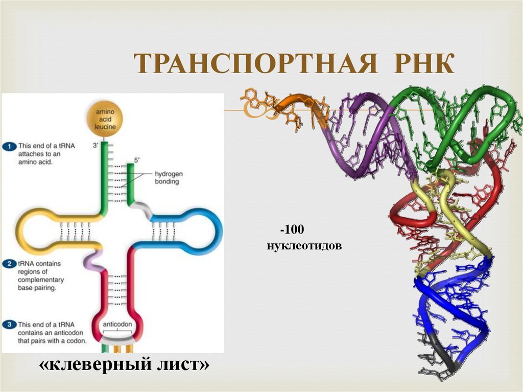 Рисунок молекулы рнк. Состав нуклеотидов ТРНК. Строение молекулы транспортной РНК. Схема структуры РНК. Биологическая роль РРНК И ТРНК.