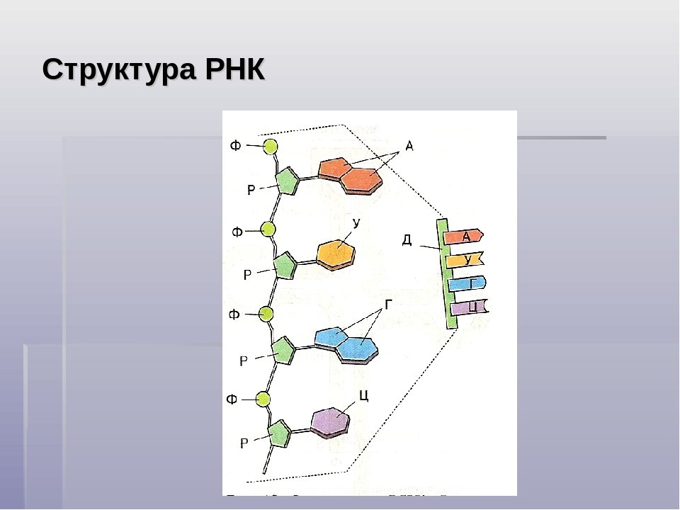 Рнк 8. Схематическое строение РНК. Структура молекулы РНК схема. Строение нуклеотида молекулы РНК. Структура молекулы РНК.