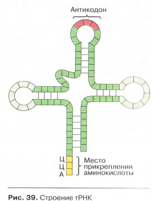 Рисунок молекулы рнк. Строение транспортной РНК. Структура ТРНК схема. Схема молекулы ТРНК. Строение транспортной РНК схема.