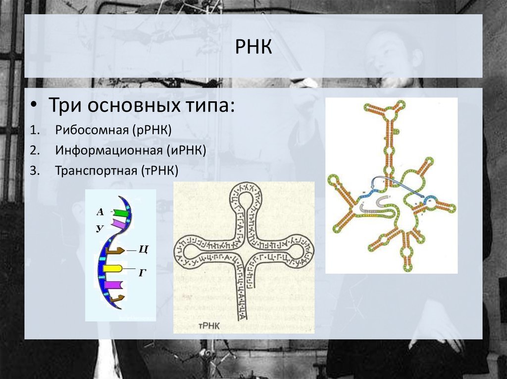 Размеры рнк. Рибосомальная РНК. Строение МРНК ТРНК РРНК. Рибосомальная РНК структура. Рибосомные РНК схема.