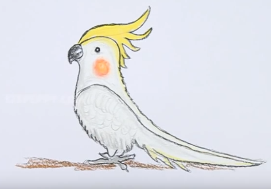 Идеи для срисовки попугай ара (90 фото)