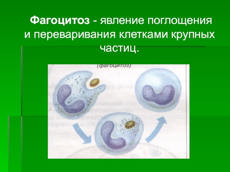 Фагоцитоз захват. Фагоцитоз лейкоцитов схема. Фагоцитоз лейкоцитов. Явление фагоцитоза. Клетки осуществляющие фагоцитоз.
