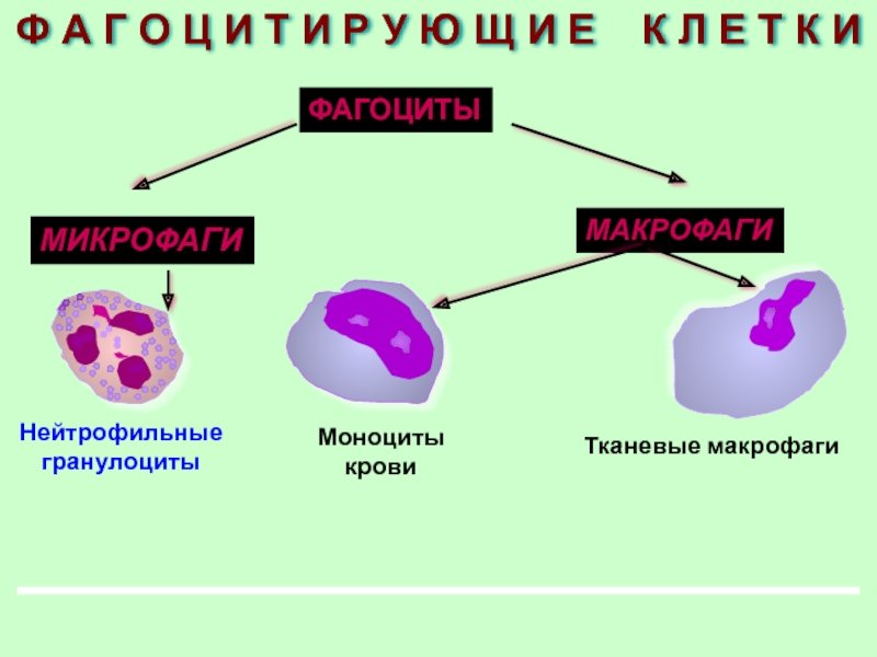 Макрофаги фагоцитоз. Микрофаги и макрофаги. Клетки крови фагоциты. Фагоциты функция клетки. Лейкоциты и фагоциты.