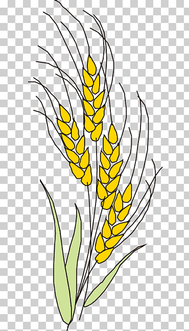 Как нарисовать колосья пшеницы